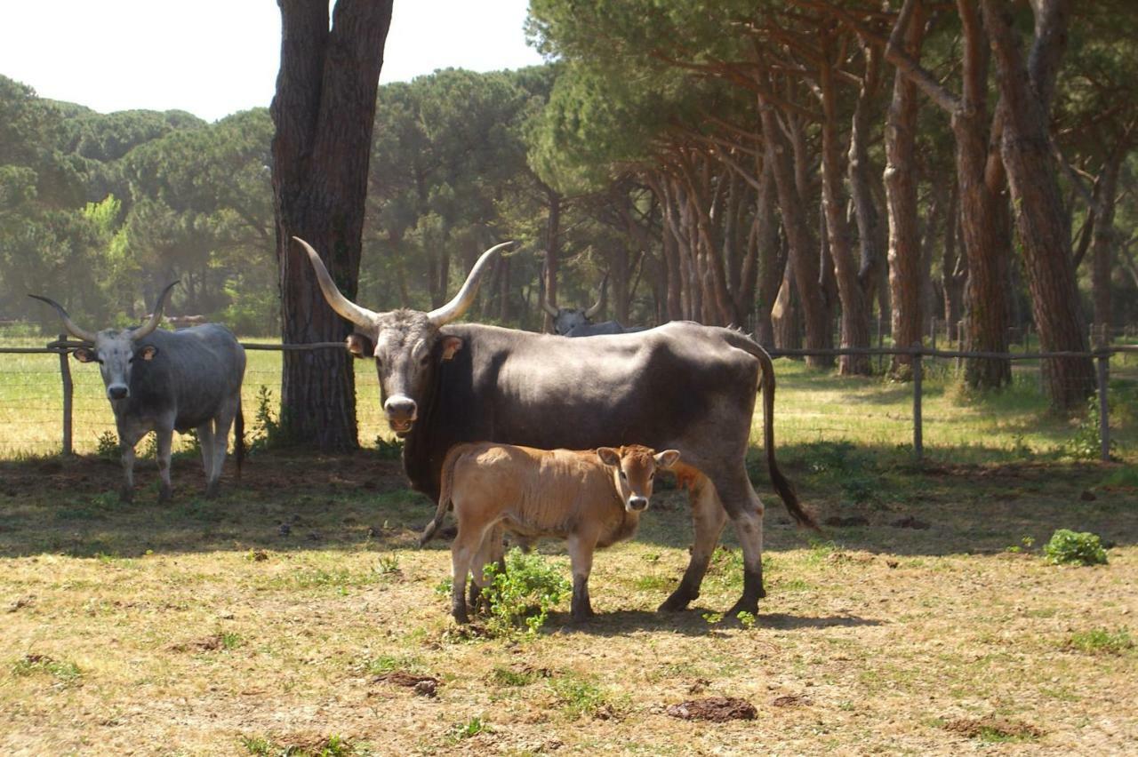 Tenuta San Carlo Ξενοδοχείο Marina Di Grosseto Εξωτερικό φωτογραφία